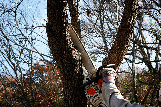 Best Palm Tree Trimming  in USA